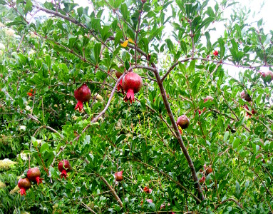 [A tree with many relatively thin branches with many, many leaves. More than a half-dozen pomegranites hang from the tree. The pomegranites are red globes with red leafy-like things hanging from the bottom of the globes.]